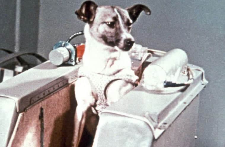 perra Lika es lanzada al espacio