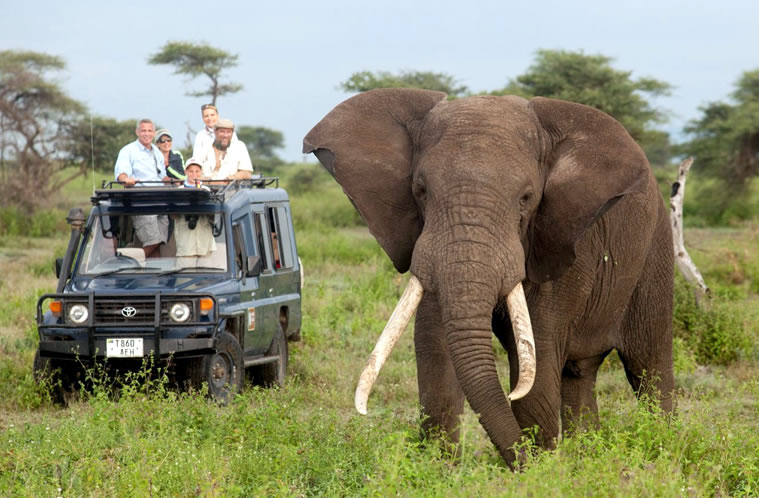 qué hacer en un safari